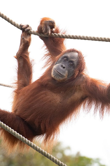 Durrell Full Width