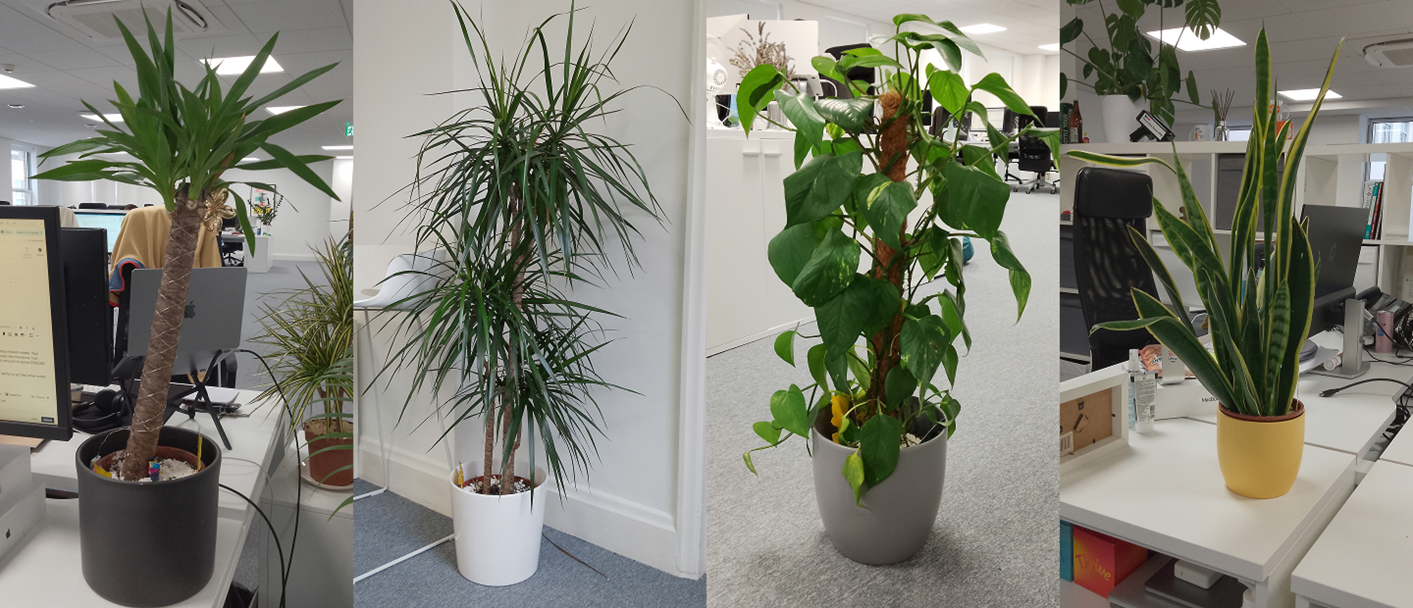 Plants